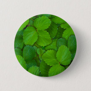 Macaron Rond 5 Cm Saint Basil Tulsi Green Mint Feuilles