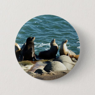 Macaron Rond 5 Cm San Diego Sea Lions