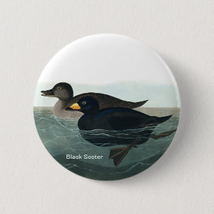Macaron Rond 5 Cm Scoter noir, Audubon, Canard de mer, Accessoire d'