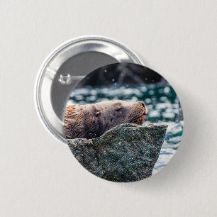 Macaron Rond 5 Cm Sea Lion In Resurrection Bay, Alaska