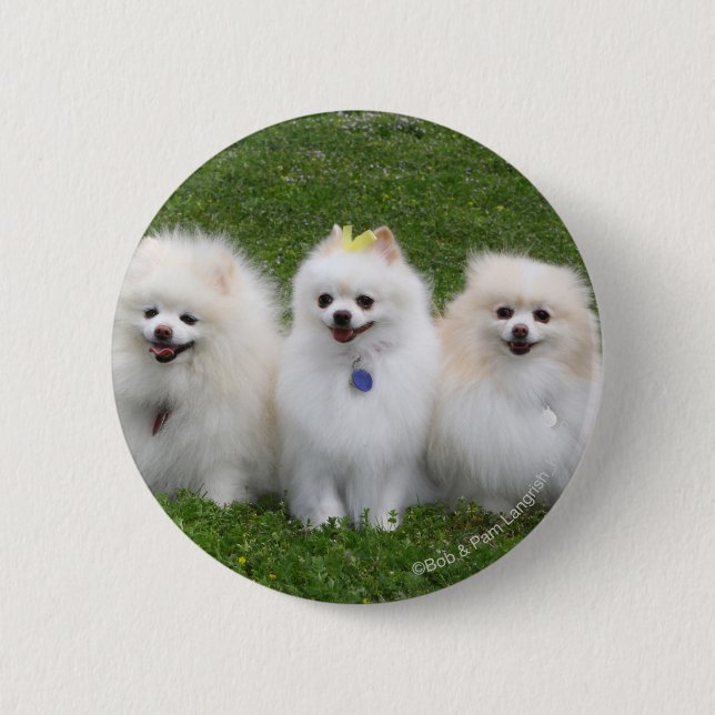 Macaron Rond 5 Cm Séance de 3 Pomeranians (Devant)