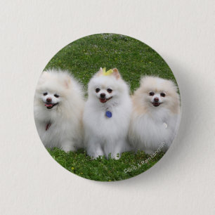 Macaron Rond 5 Cm Séance de 3 Pomeranians