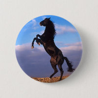 Stallion noir
