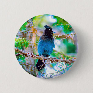 Macaron Rond 5 Cm Steller's Jay - Photographie originale