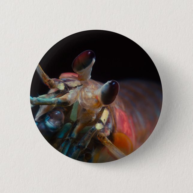 Macaron Rond 5 Cm Stomatopod (crevette de mante) (Devant)