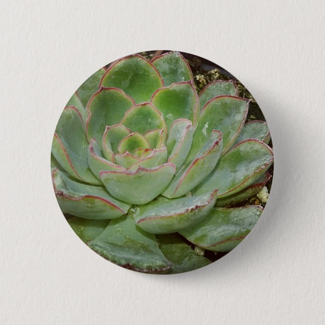 Macaron Rond 5 Cm Succulents (Devant)