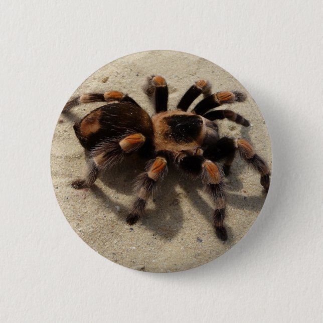 Macaron Rond 5 Cm Tarantula brachypelma rouge genou toxique (Devant)