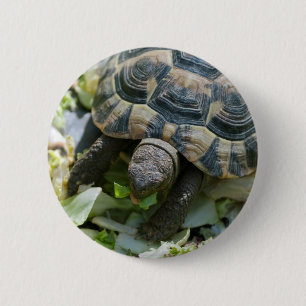 Macaron Rond 5 Cm Tortue mignonne