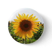 Tournesol ensoleillé