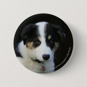 Macaron Rond 5 Cm Vieux chiot de border collie de 12 semaines