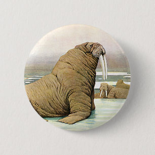 Macaron Rond 5 Cm Walrus vintage sur Iceberg en Arctique, Animaux sa