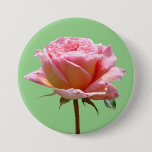 Macaron Rond 7,6 Cm Belle Rose Rose Gros Gros De La Poussière. Bouton 