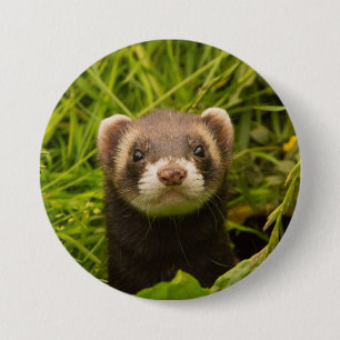 Macaron Rond 7,6 Cm Ferret Brown dans l'herbe