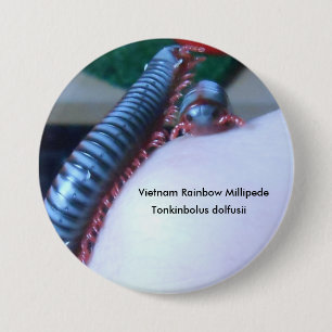 Macaron Rond 7,6 Cm Mille-pattes d'arc-en-ciel du Vietnam (dolfusii de