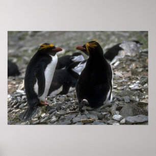 Macaroni Penguin - Pair At Nest Poster