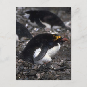 Macaroni Penguin Sitting On Egg Postcard