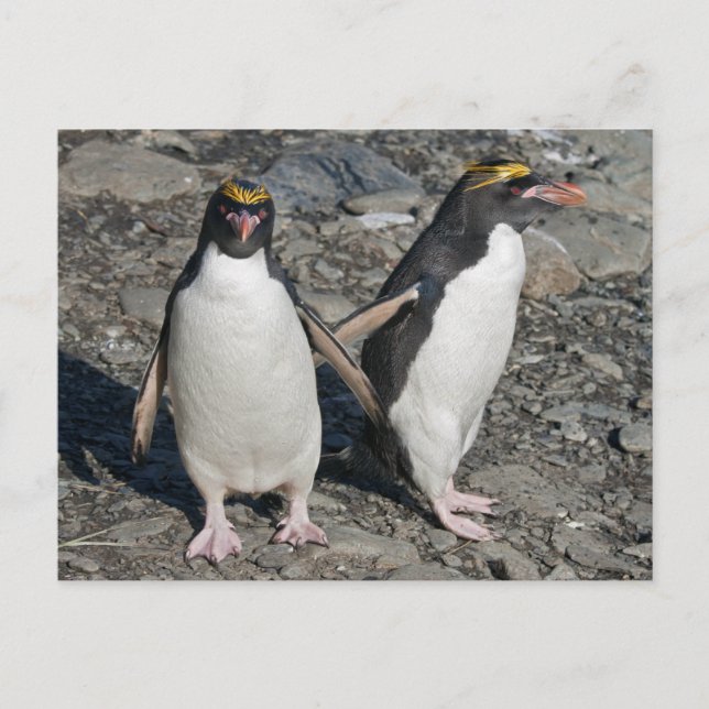 Macaroni Penguins Postcard (Front)