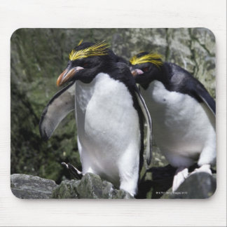 Macaroni Penguins, South Georgia Mouse Pad
