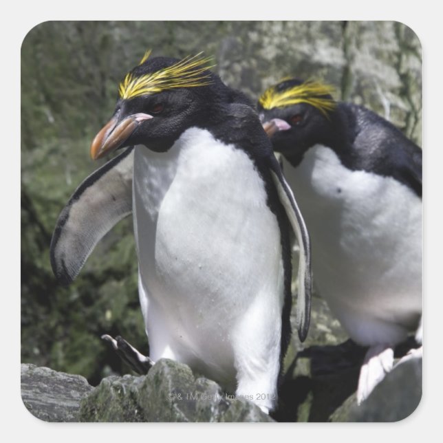 Macaroni Penguins, South Georgia Square Sticker (Front)