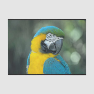 Macaw Blue and Yellow Photo Tissue Paper