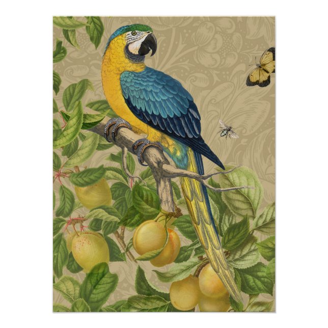 Macaw Blue Yellow Tropical Jungle Antique Poster (Front)