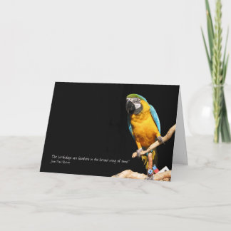 Macaw Card for All Occasions