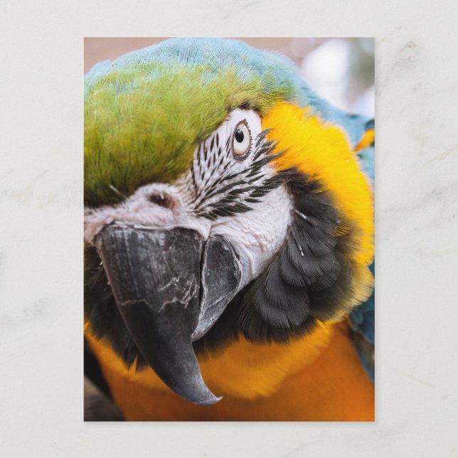 Macaw Close-Up postcard (Front)