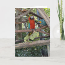 Macaw Greeting Card