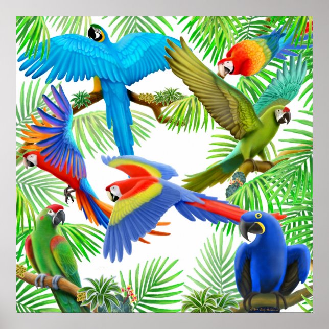 Macaw Jungle Poster (Front)