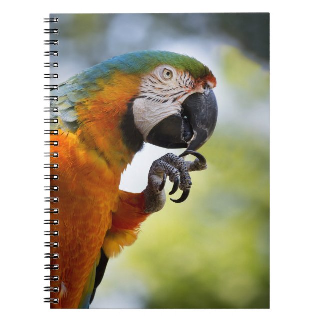 macaw note book (Front)