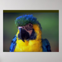 Macaw Parrot Bird Wall Poster Mural