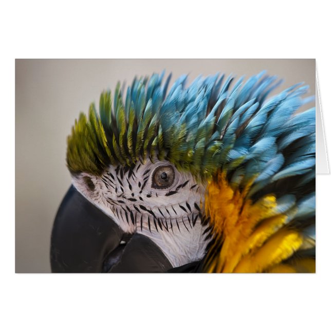 Macaw Parrot - Card (Front Horizontal)