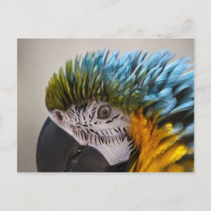 Macaw Parrot - Carte postale