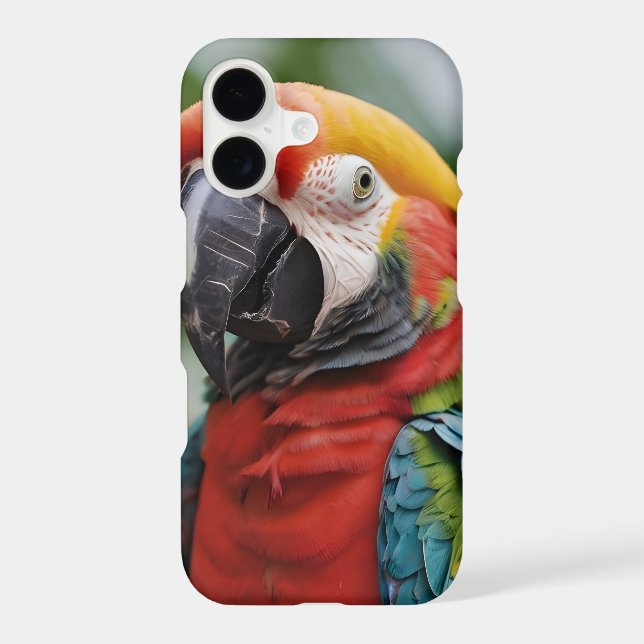 Macaw parrot colorful  (Verso)