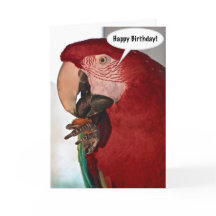 Macaw Parrot Happy Birthday Card