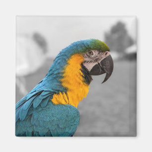 Macaw Parrot Magnet