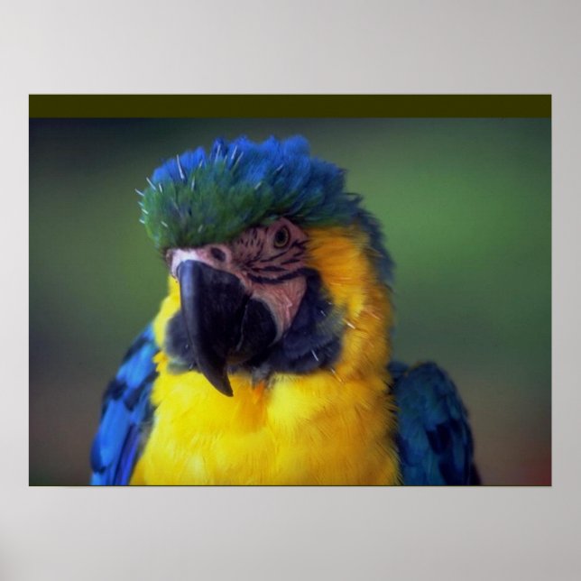 Macaw Parrot Oiseau Mur Poster Mural (Devant)