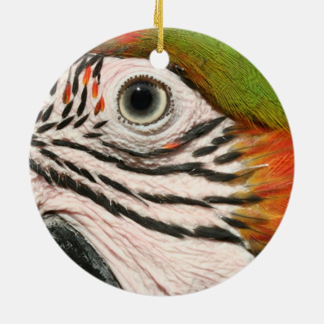 Macaw Parrot Ornament Harlequin Macaw Eye (Back)