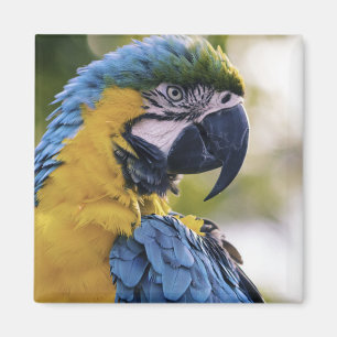 Macaw Parrot Profile Portrait Photograph Magnet