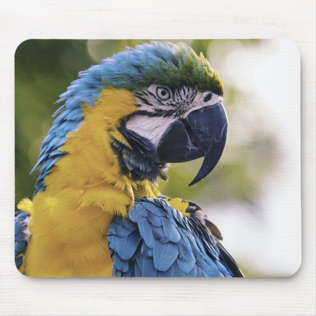 Macaw Parrot Profile Portrait Photograph Mouse Pad (Front)
