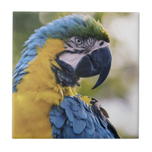 Macaw Parrot Profile Portrait Photograph Tile