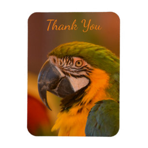 Macaw Parrot Thank you Magnet
