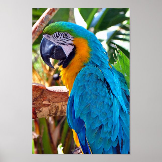 Macaw Parrot Yellow And Blue Bird Poster (Front)
