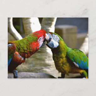 Macaw Parrots 2013 Calendar Postcard