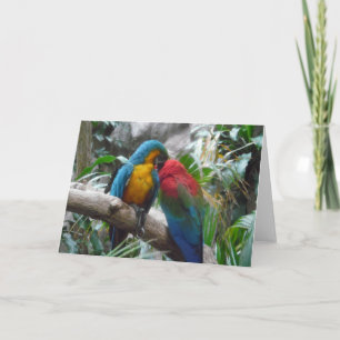 Macaw Parrots Bird Thank you, Note Card