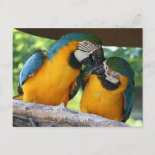 Macaw Parrots Postcard