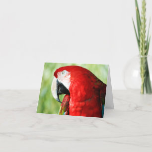 Macaw Portrait Card