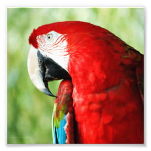 Macaw Portrait Photo Print