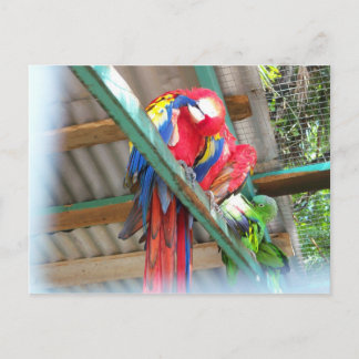 Macaw Postcard