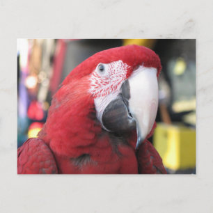 Macaw postcard